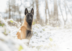 Bruno-titulka