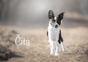 Čita