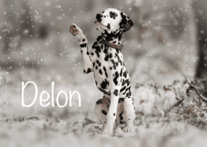 Delon