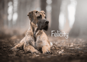 Felicity