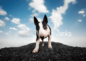Janka