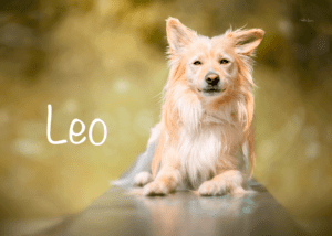 Leo