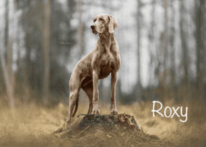Roxzztitulna