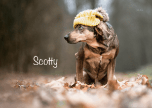 Scotty-titulka