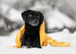 Honey
